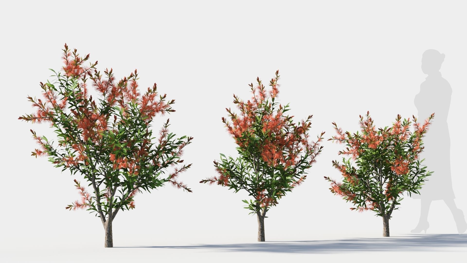 callistemon endeavour a 3D model_4