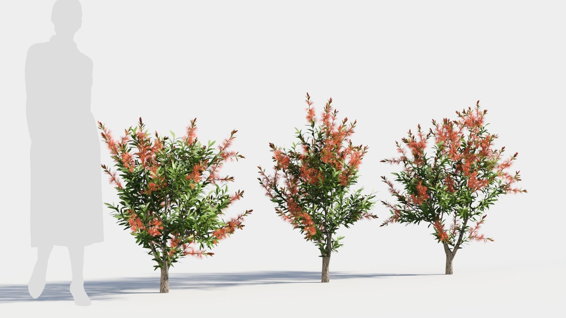 callistemon endeavour a 3D model_3