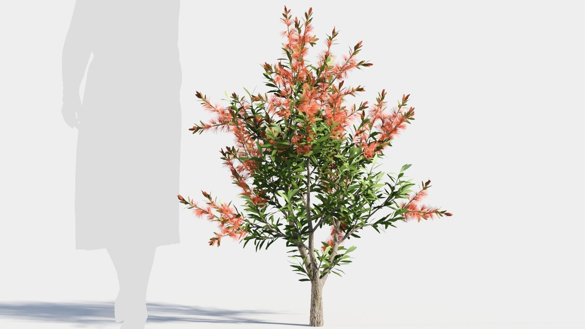 callistemon endeavour a 3D model_6
