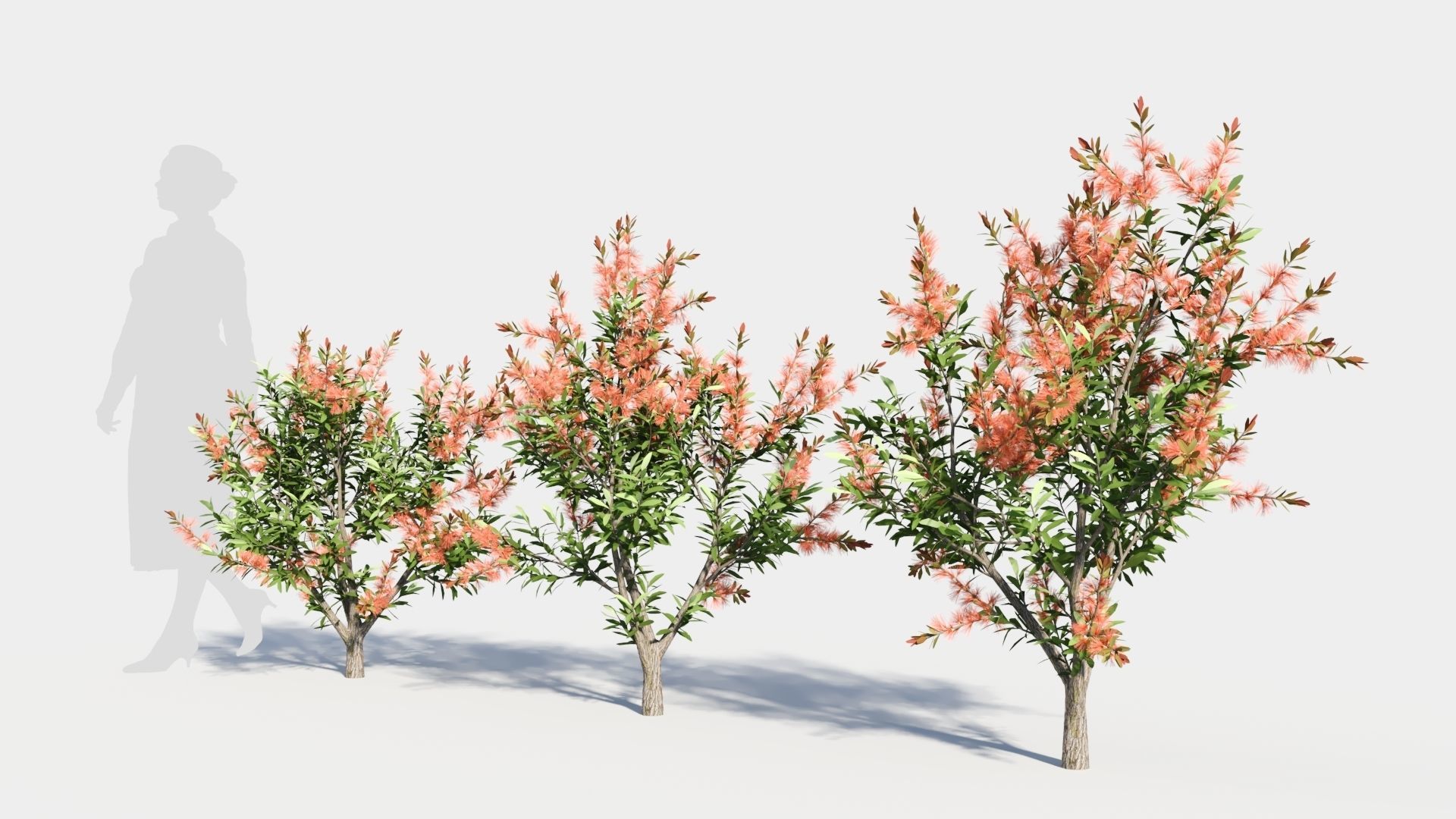 callistemon endeavour a 3D model_1
