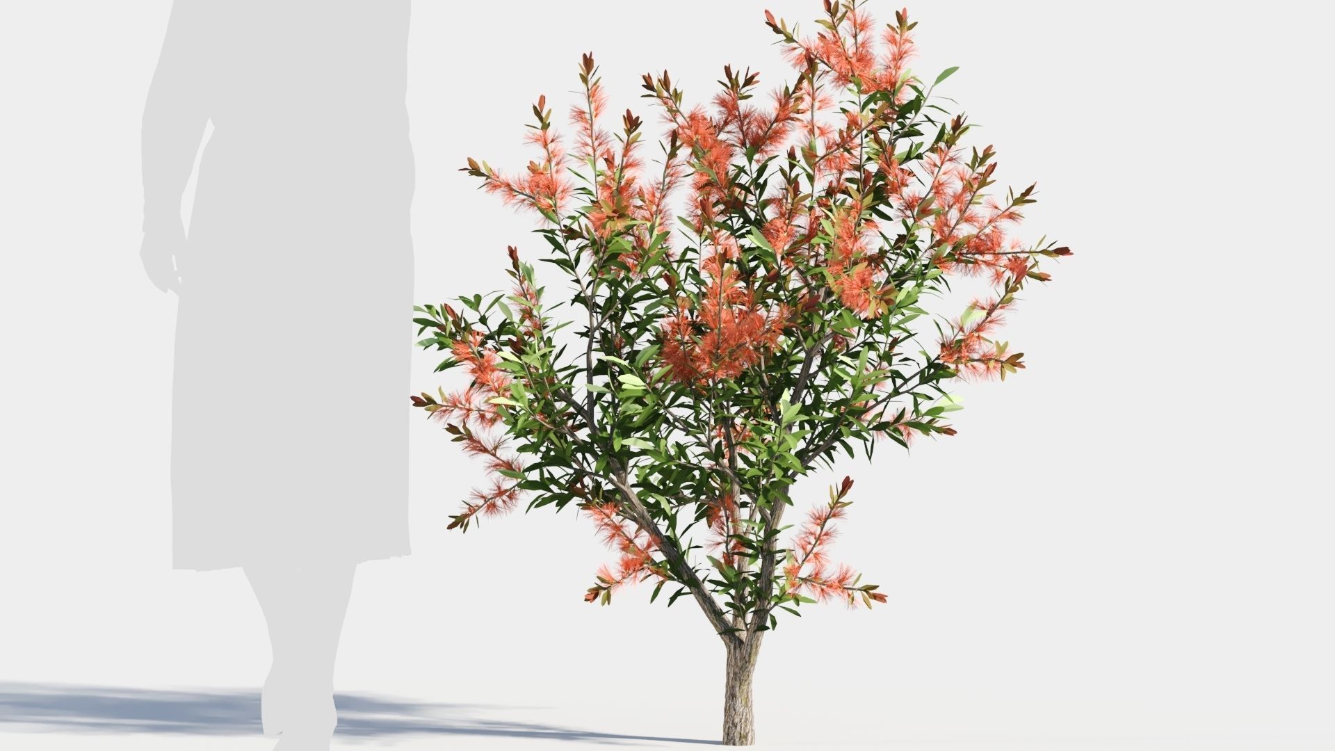 callistemon endeavour a 3D model_7