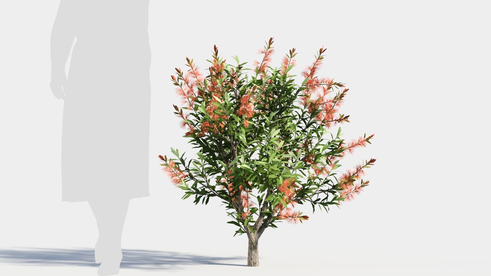 callistemon endeavour a 3D model_5