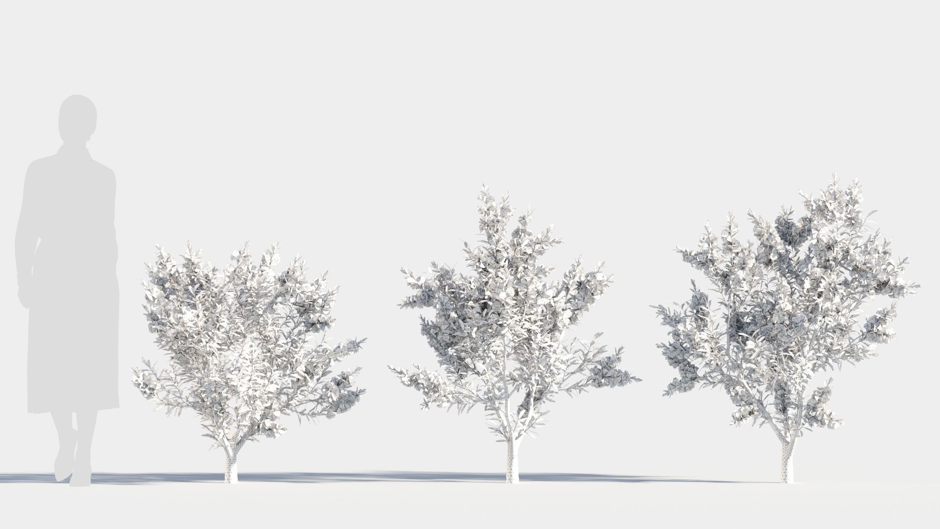 callistemon endeavour a 3D model_8