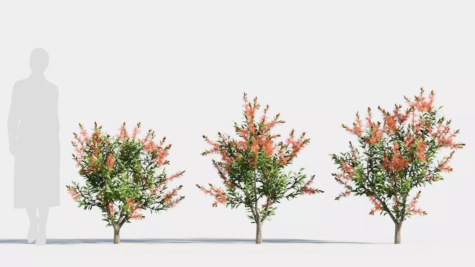callistemon endeavour a 3D model_0