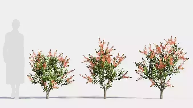 callistemon endeavour a