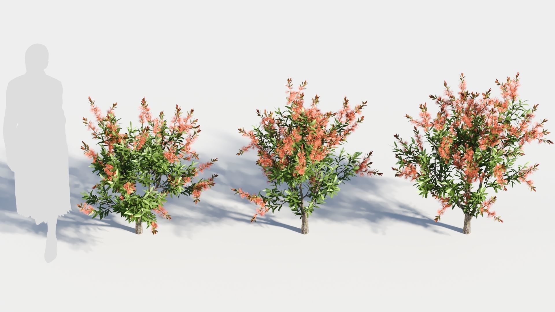 callistemon endeavour a 3D model_2