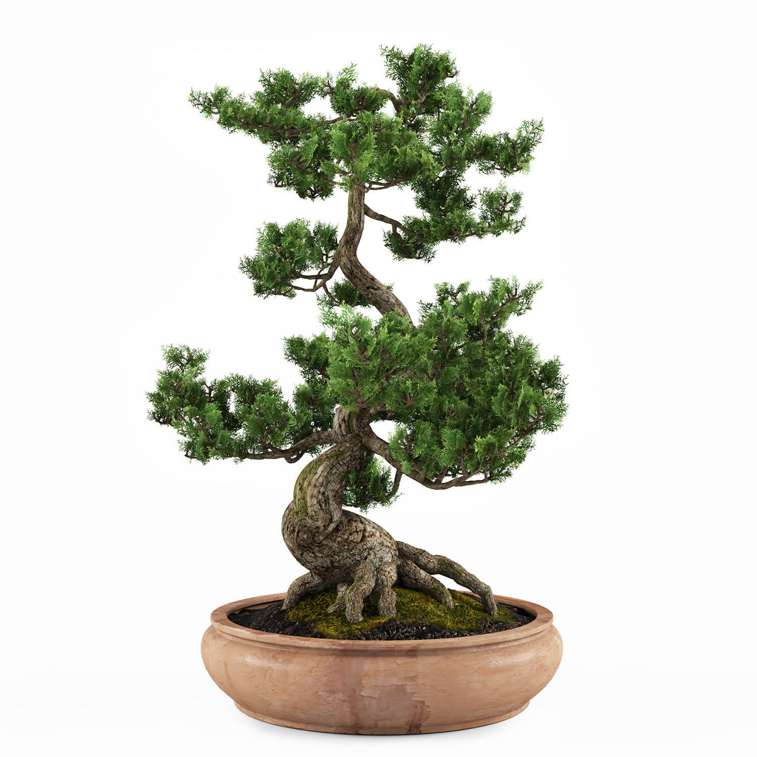 bonsai tree 3D model_3