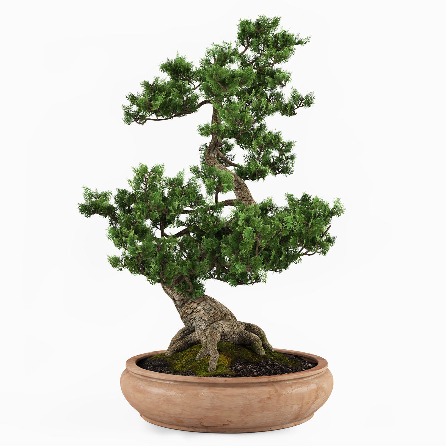 bonsai tree 3D model_4