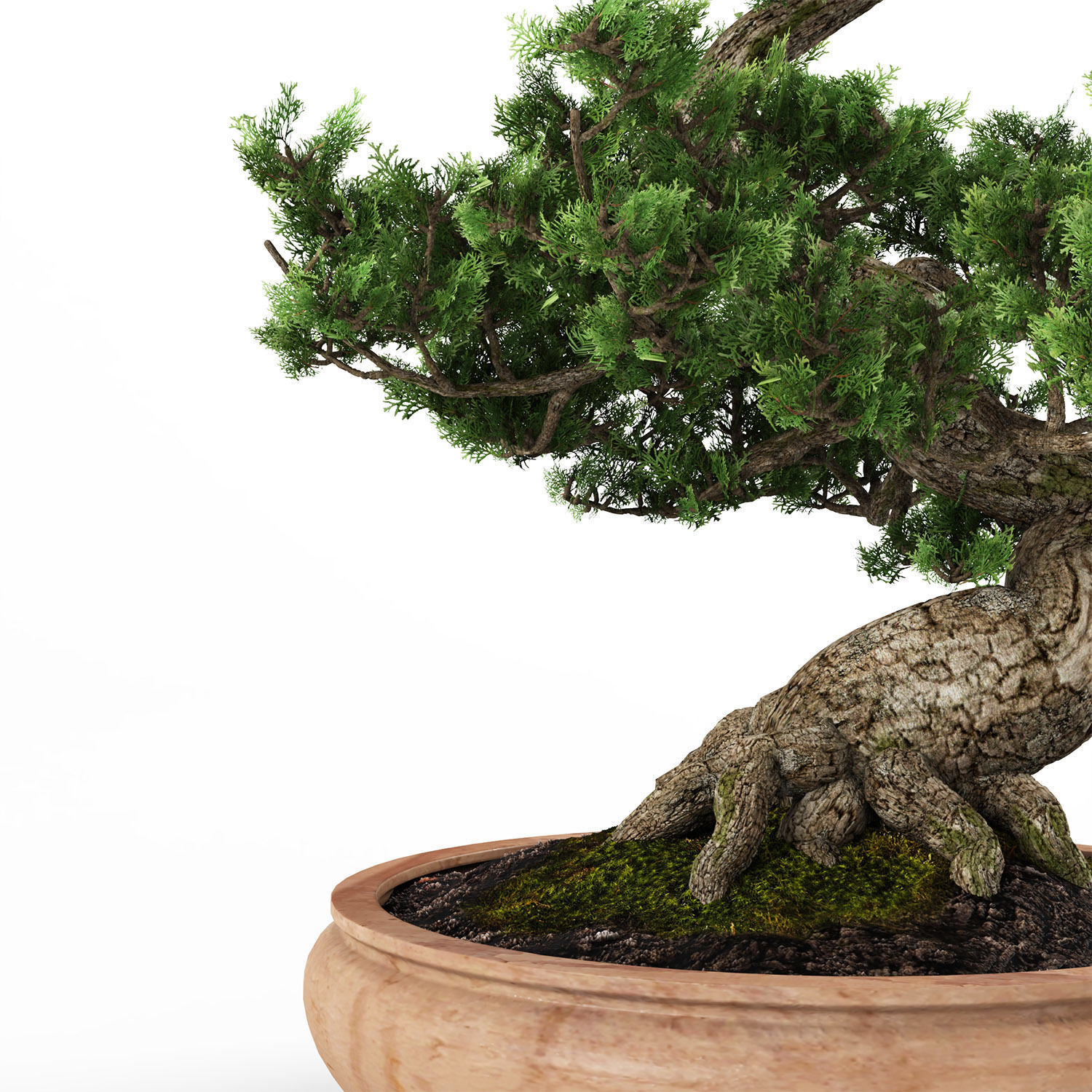 bonsai tree 3D model_5
