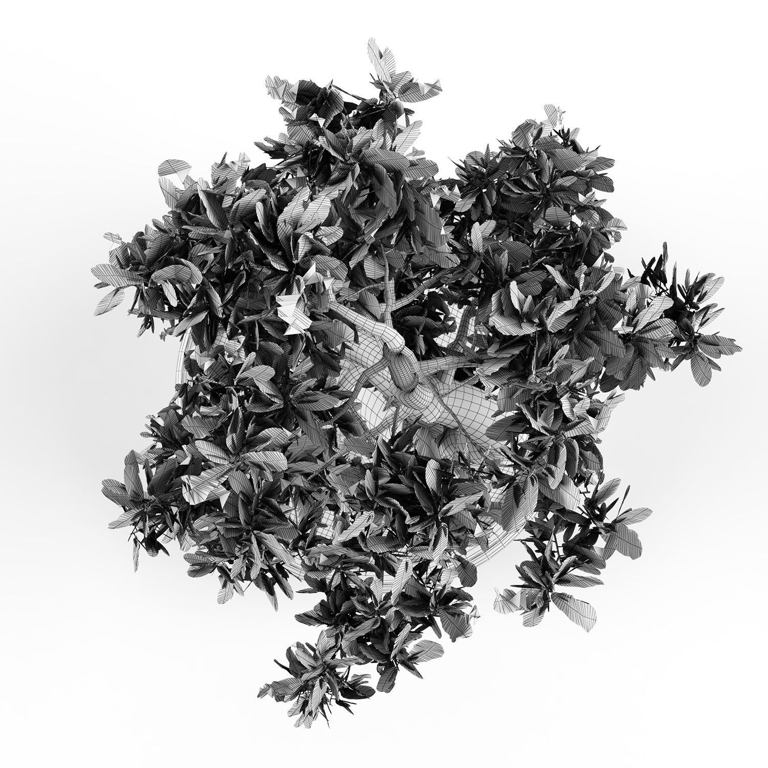 bonsai tree 3D model_10