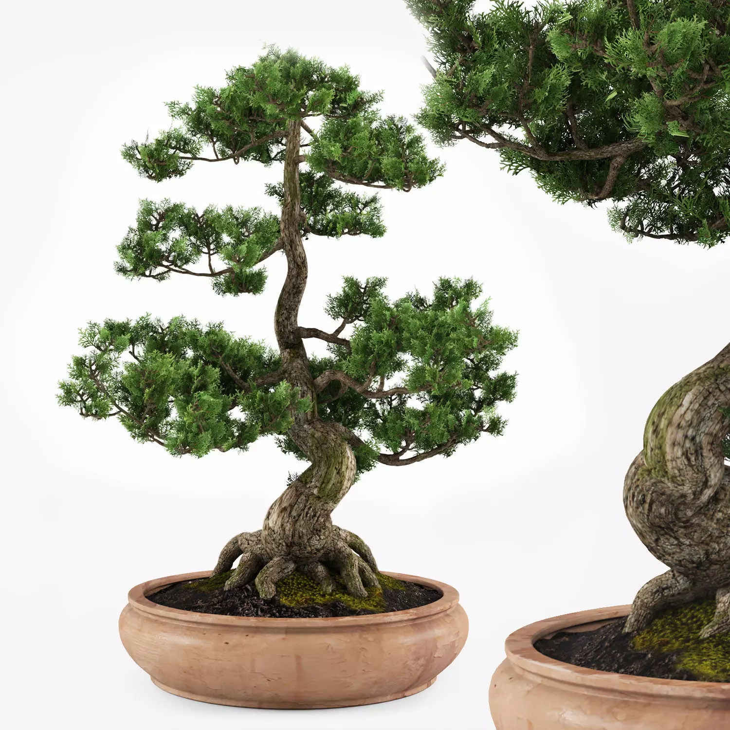 bonsai tree 3D model_0