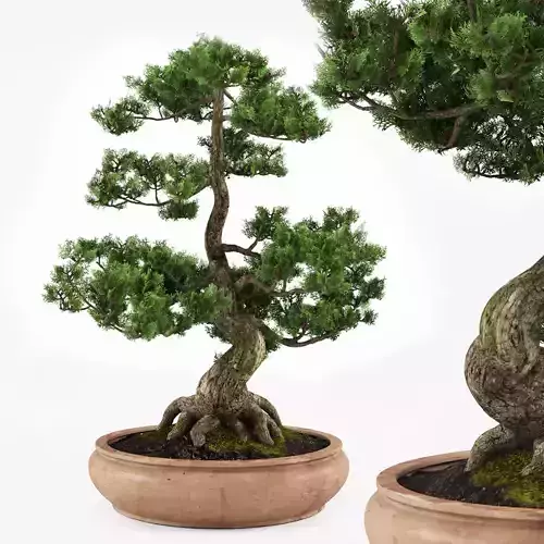 bonsai tree