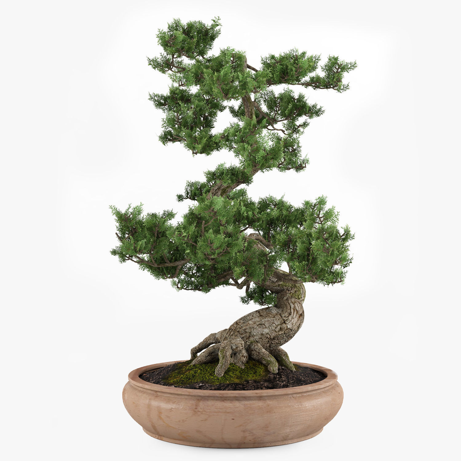 bonsai tree 3D model_2