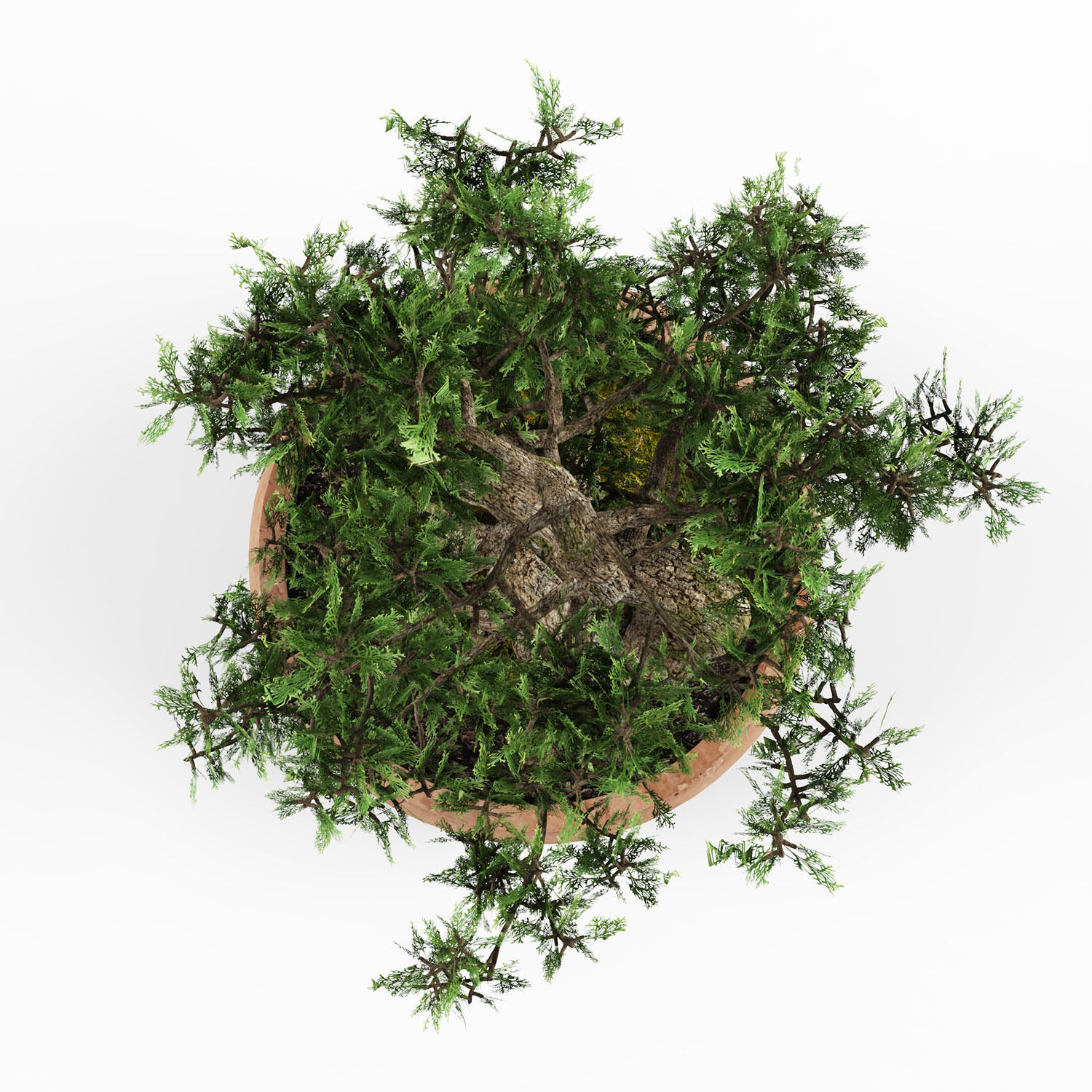 bonsai tree 3D model_6