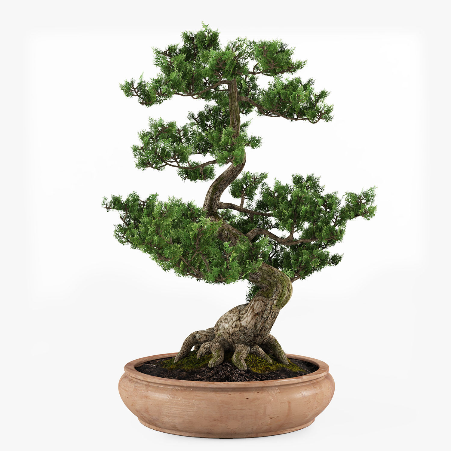 bonsai tree 3D model_1