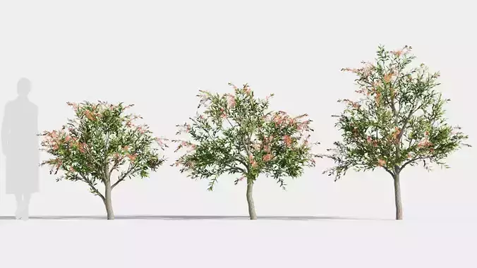 callistemon endeavour b