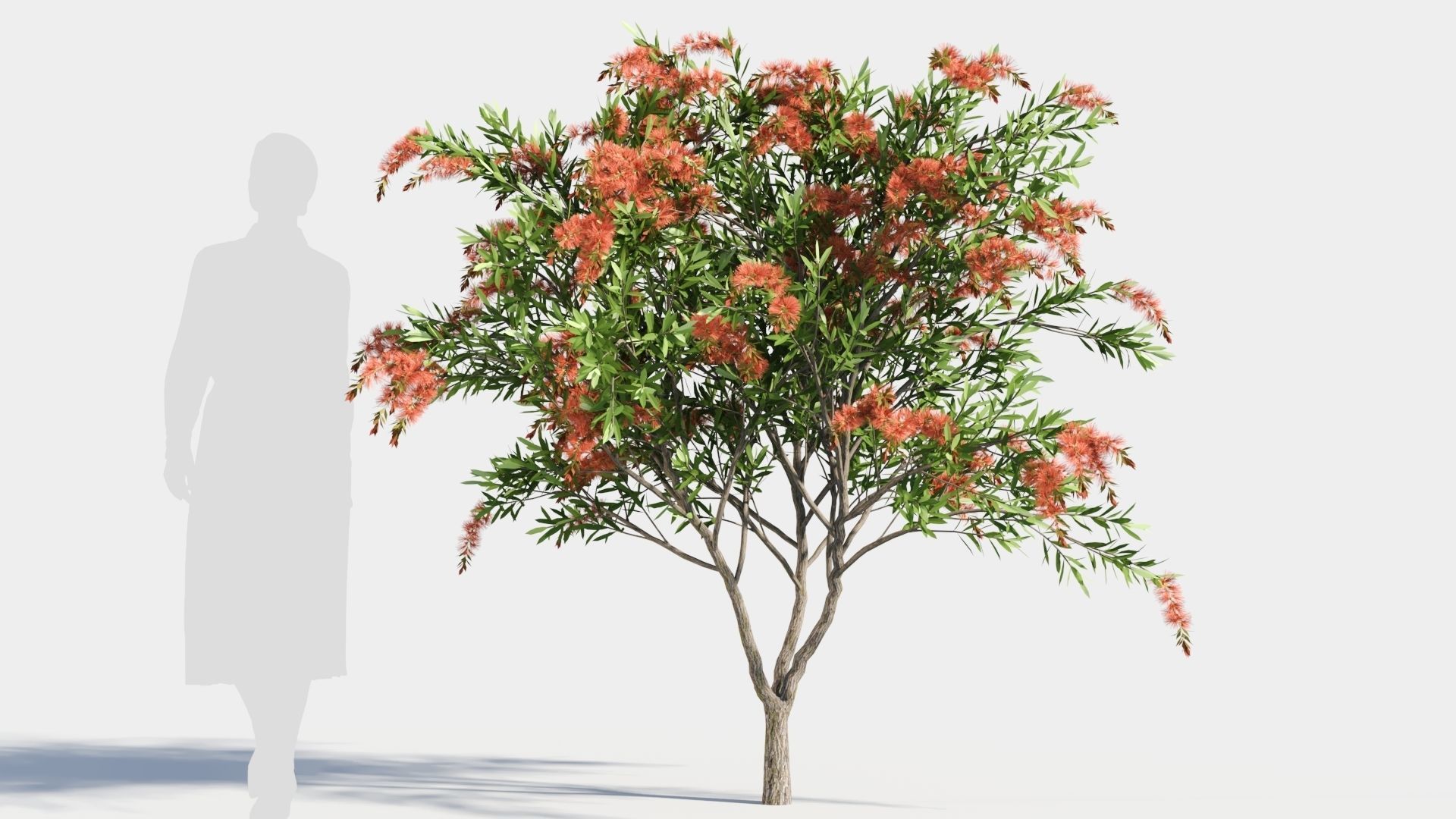 callistemon endeavour c 3D model_7