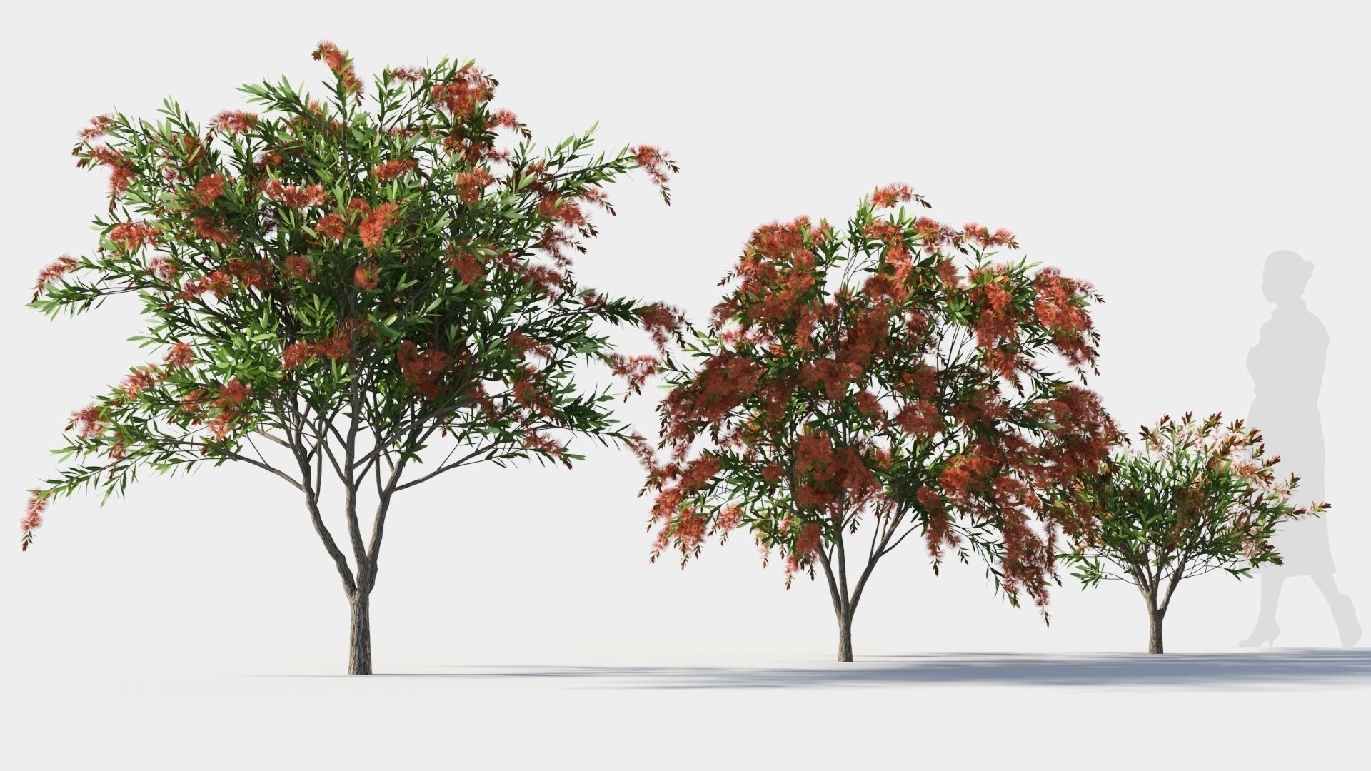 callistemon endeavour c 3D model_4