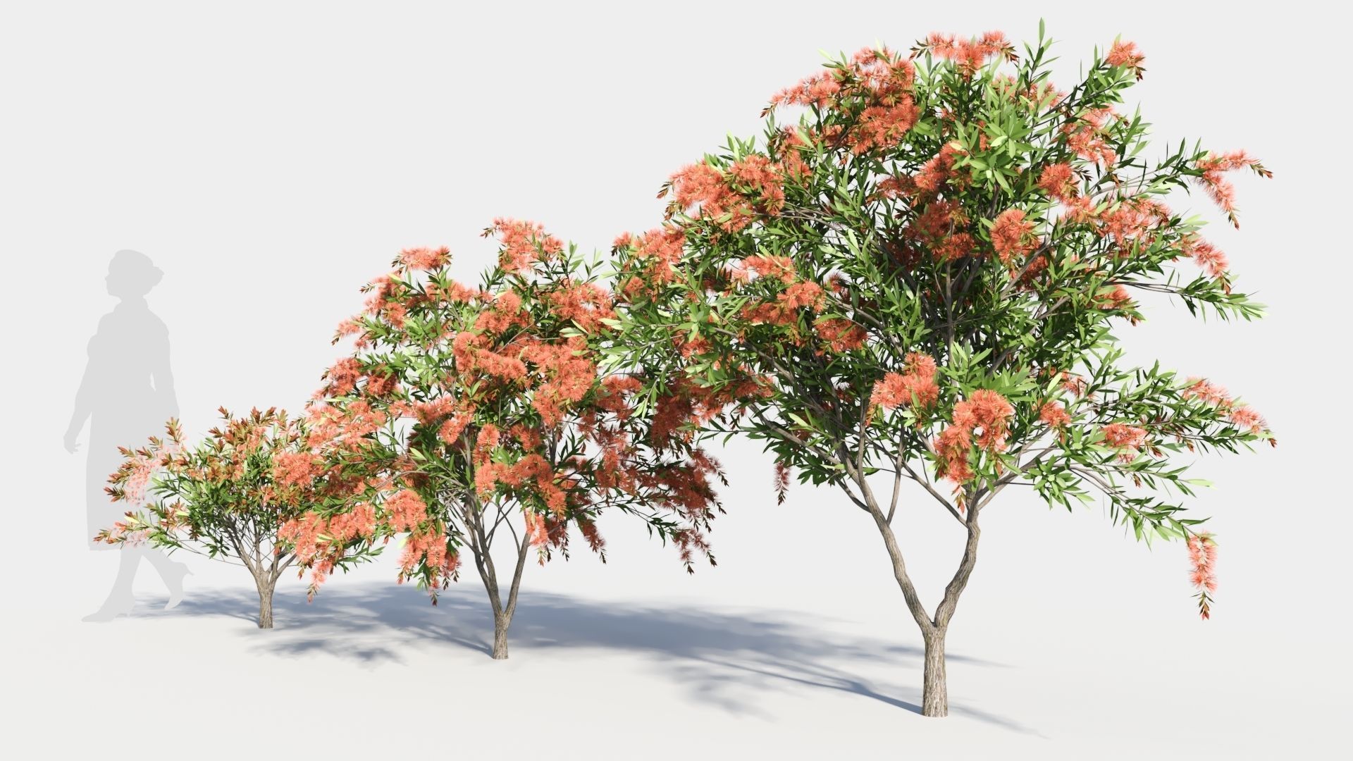 callistemon endeavour c 3D model_1
