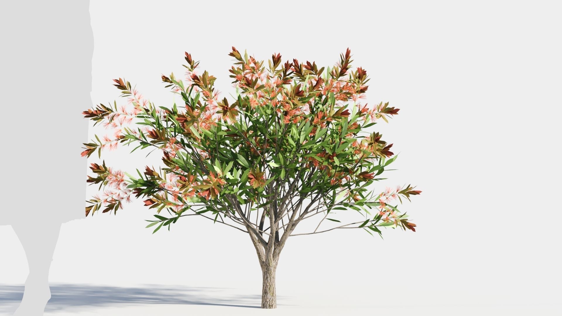 callistemon endeavour c 3D model_5