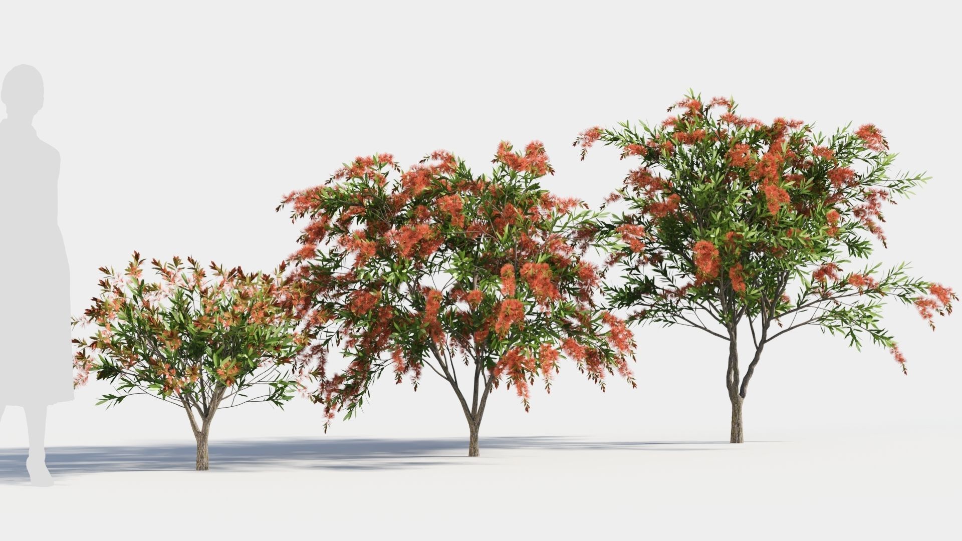 callistemon endeavour c 3D model_3