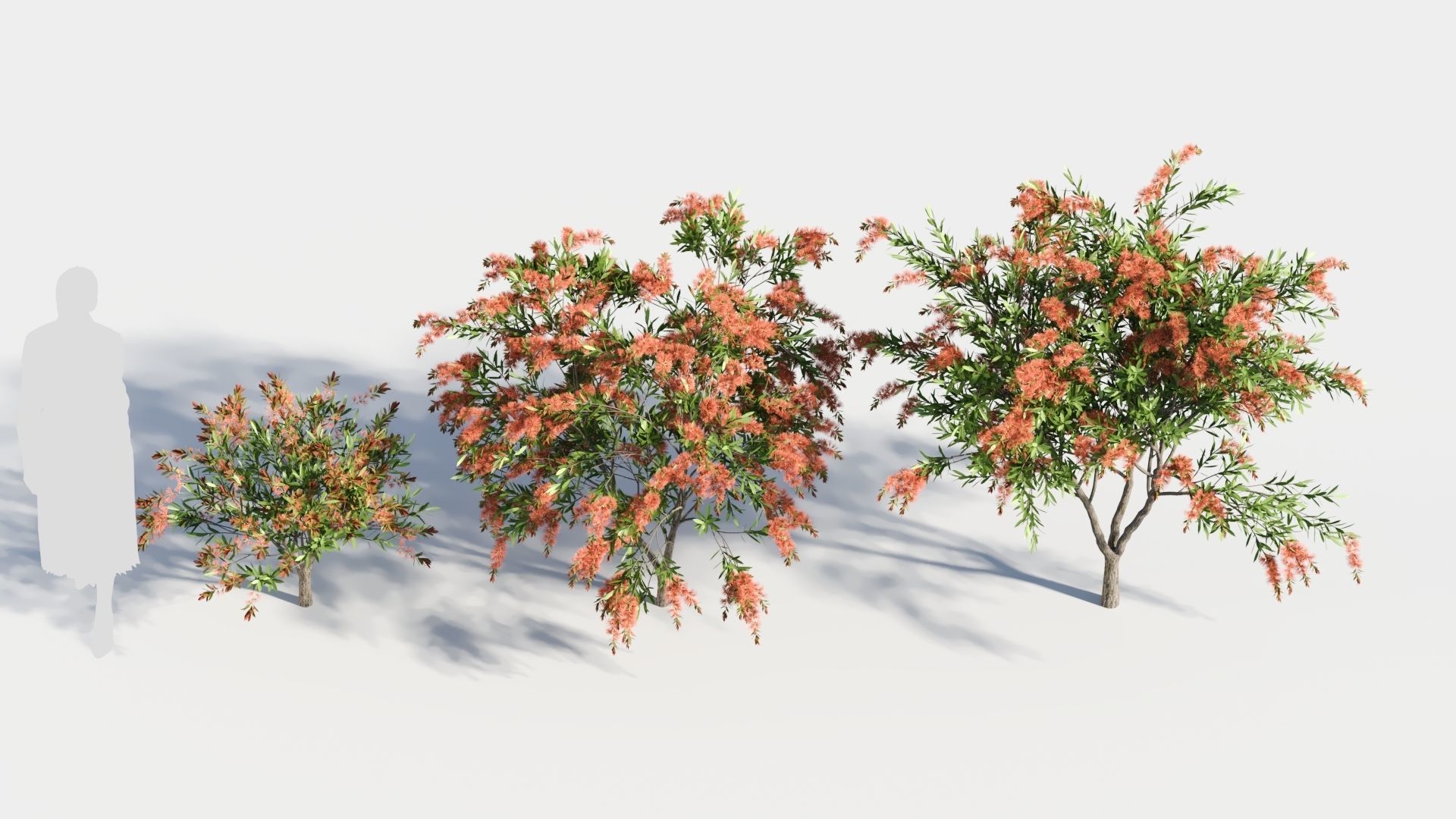 callistemon endeavour c 3D model_2