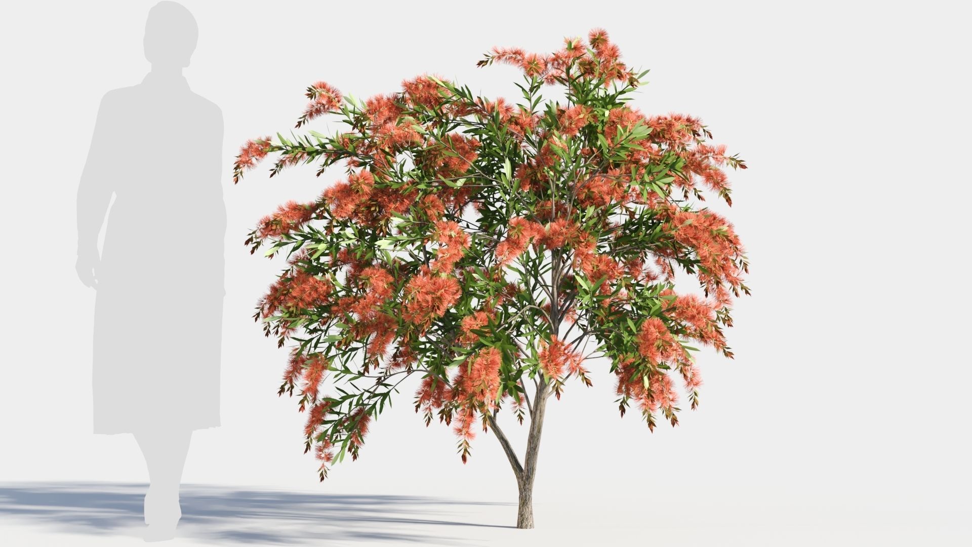 callistemon endeavour c 3D model_6