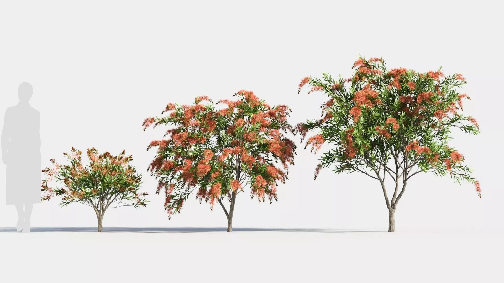 callistemon endeavour c 3D model_0