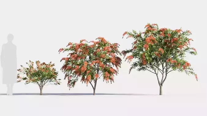 callistemon endeavour c