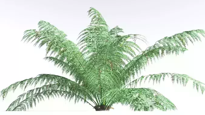 EVERYPlant King Fern 3 --14 Models-- 3D model