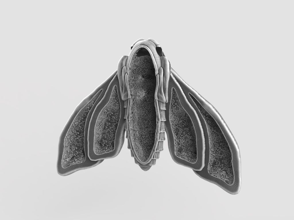 Deaths head butterfly pendant 3d model for printing 3D print 3D print model_16