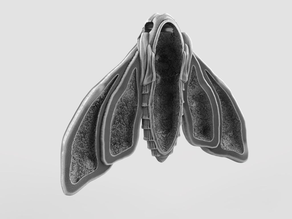 Deaths head butterfly pendant 3d model for printing 3D print 3D print model_15