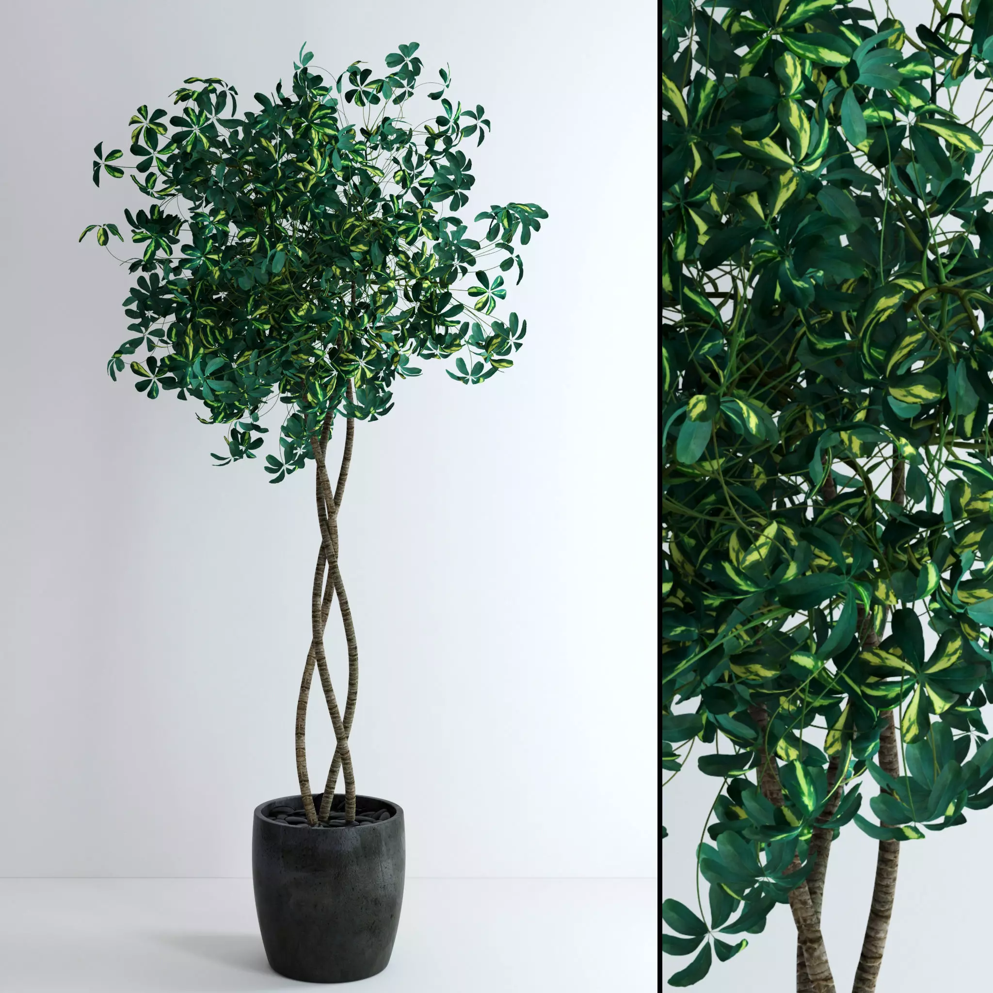 Schefflera Big 3D model