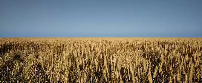 Realistic Optimized Wheat Pack Low-poly 3D model