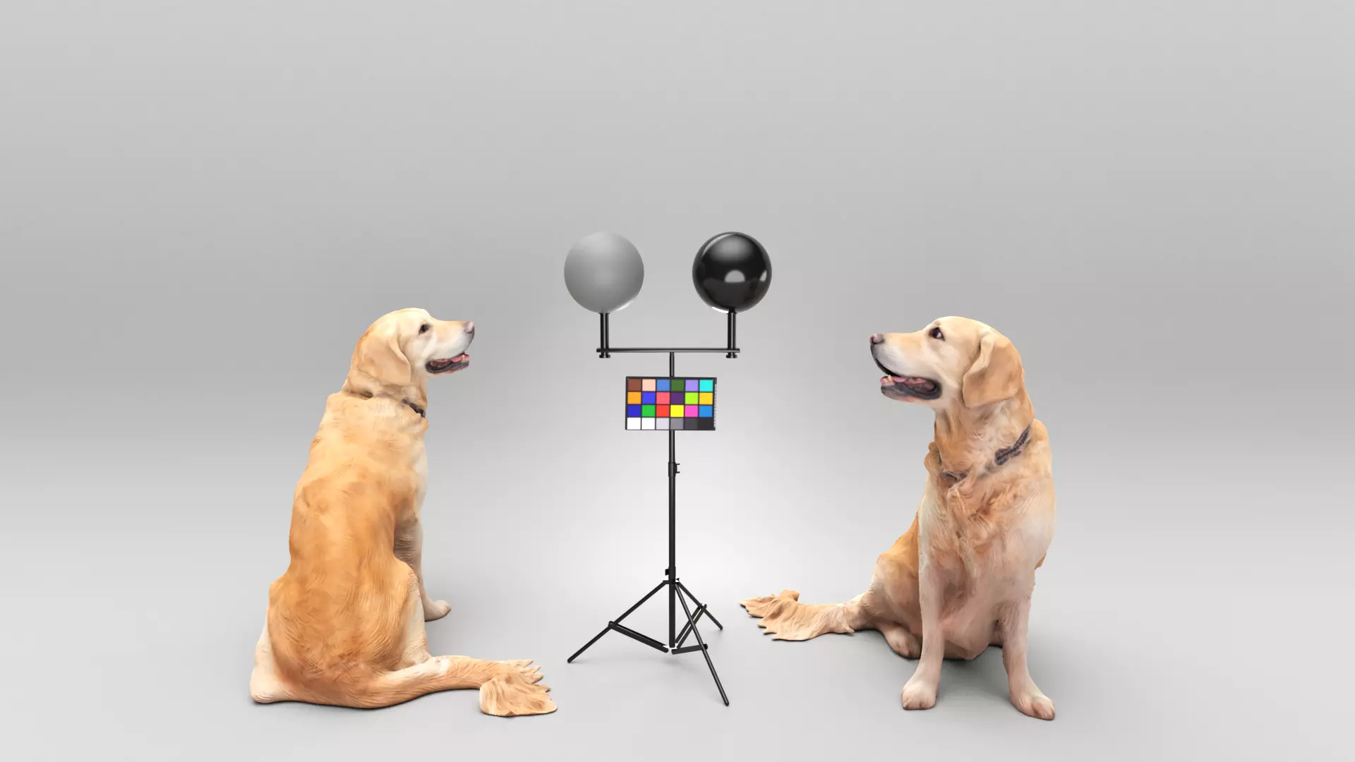 Golden retriever 38 Low-poly 3D model