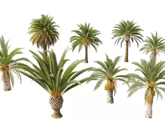 phoenix canariensis - Canary Island date palm 3D model