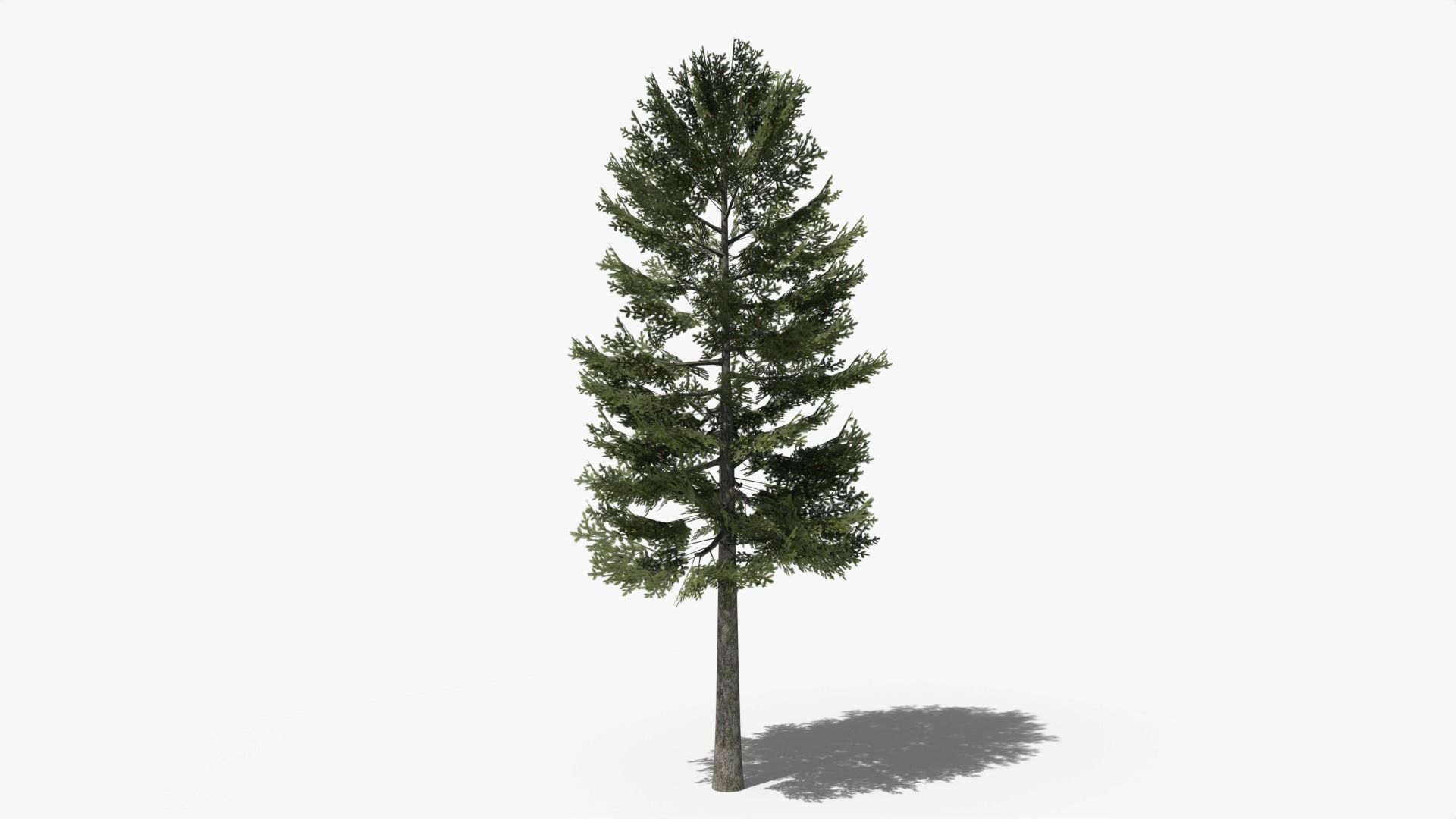 Lowpoly Pine Collection _2