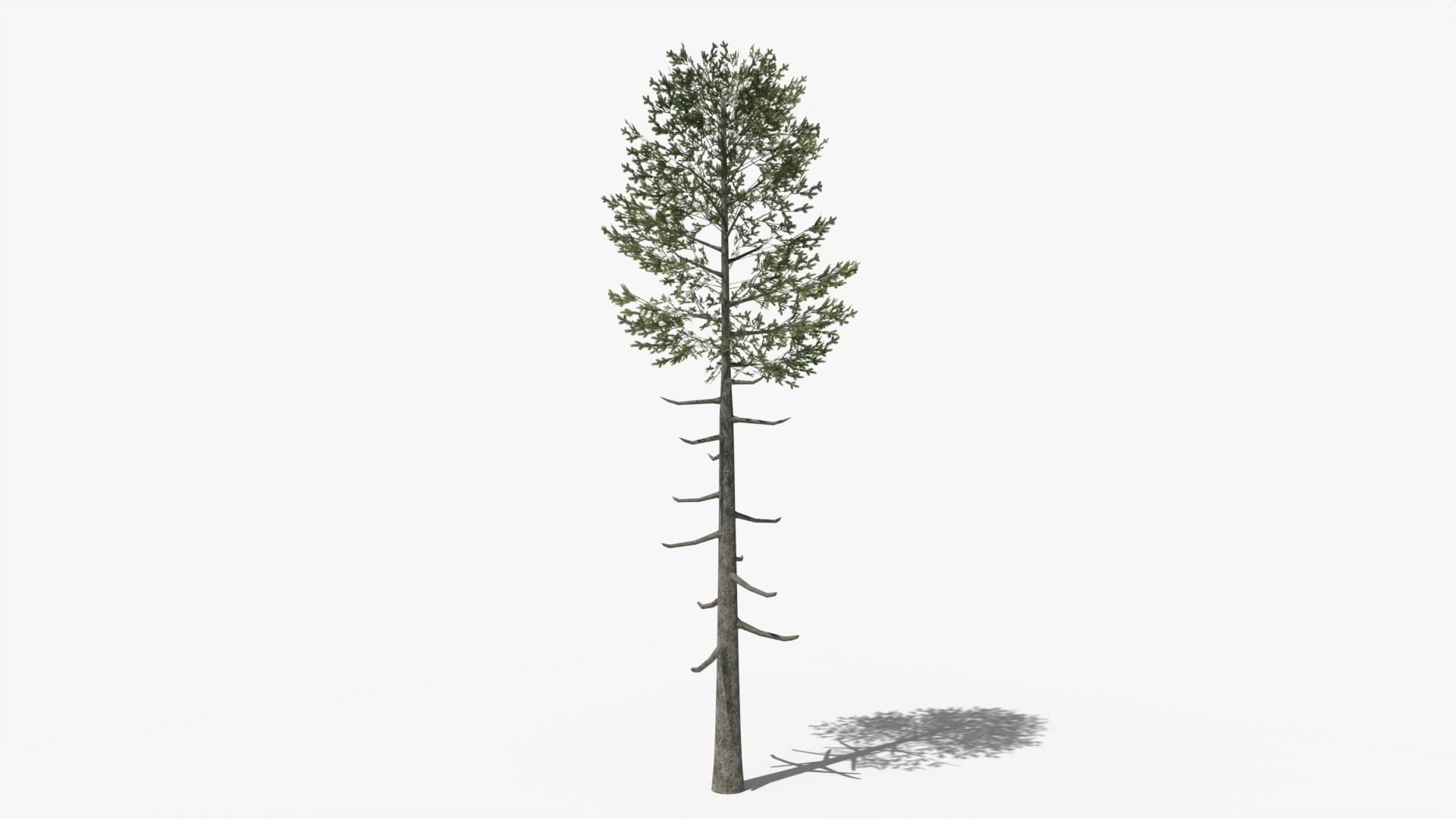 Lowpoly Pine Collection _12