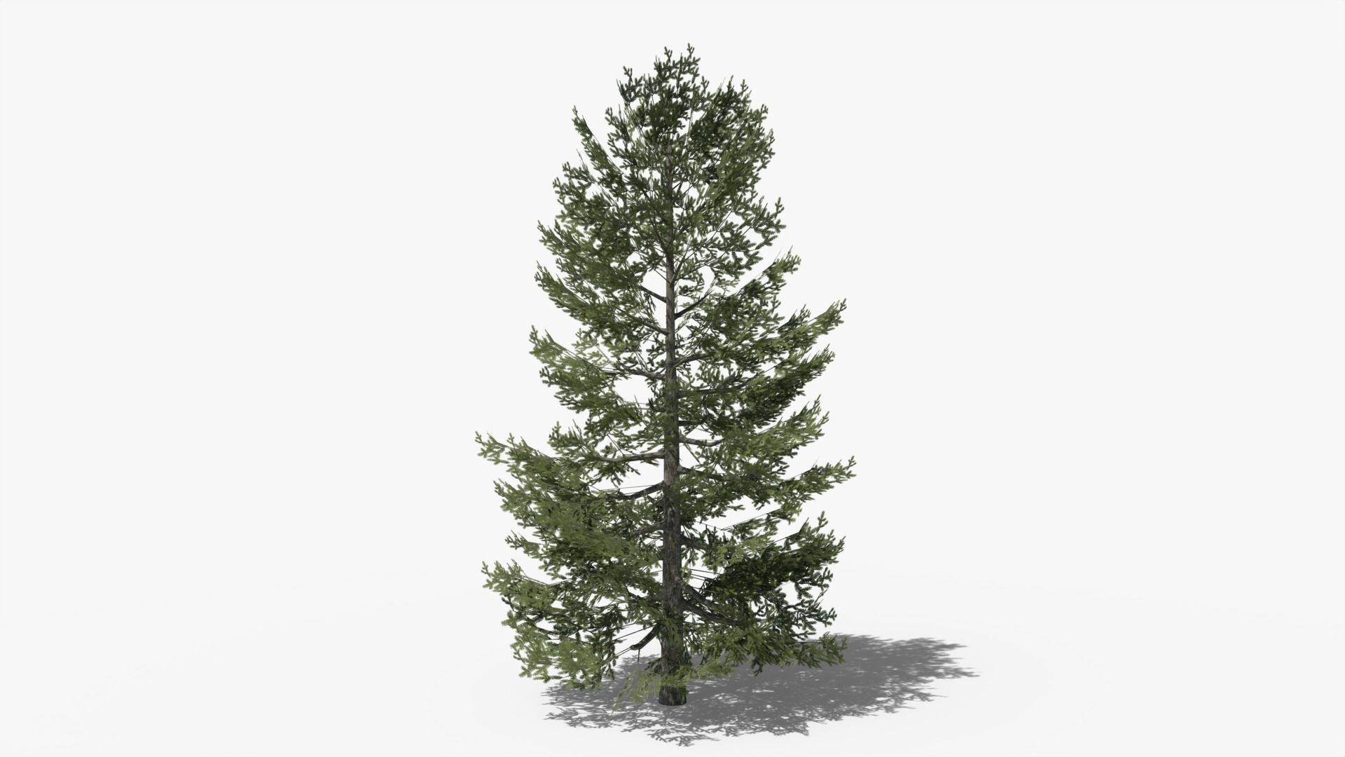 Lowpoly Pine Collection _20