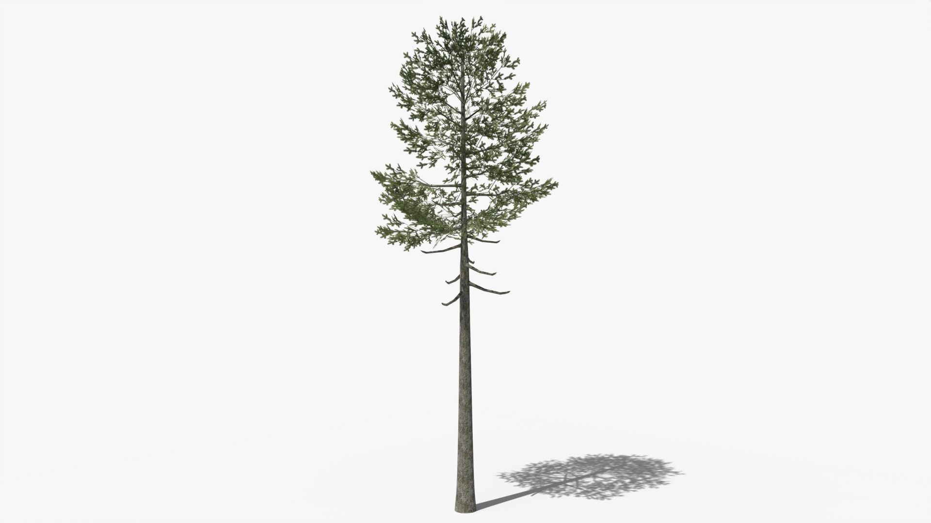 Lowpoly Pine Collection _14