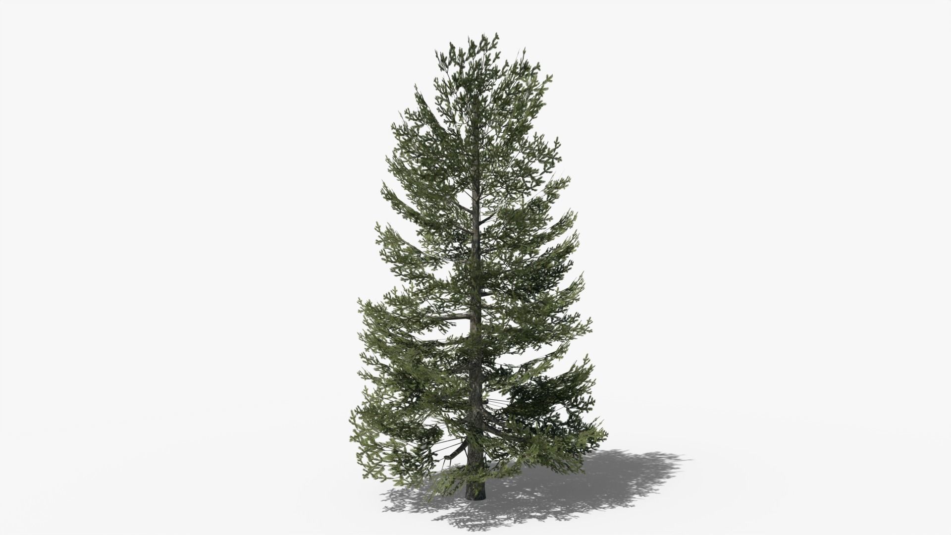 Lowpoly Pine Collection _18