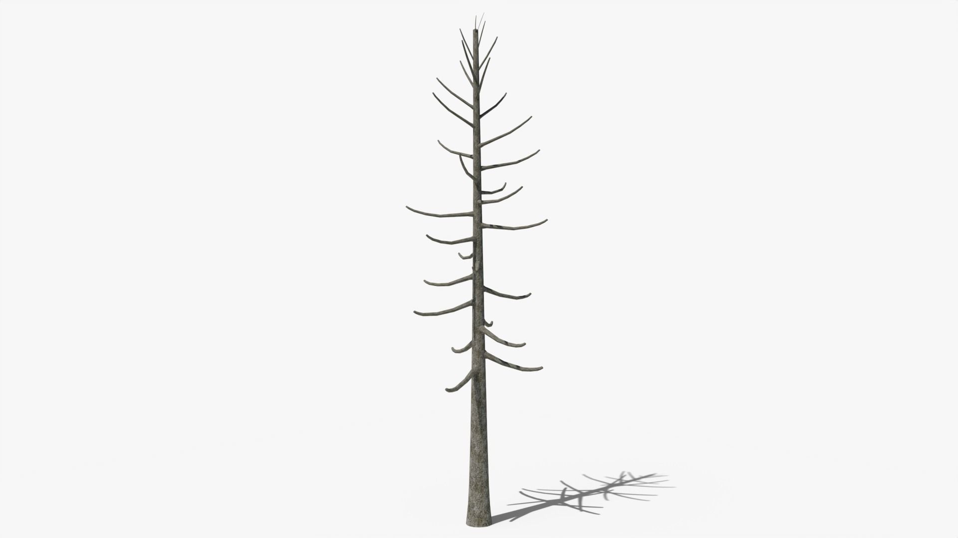 Lowpoly Pine Collection _24