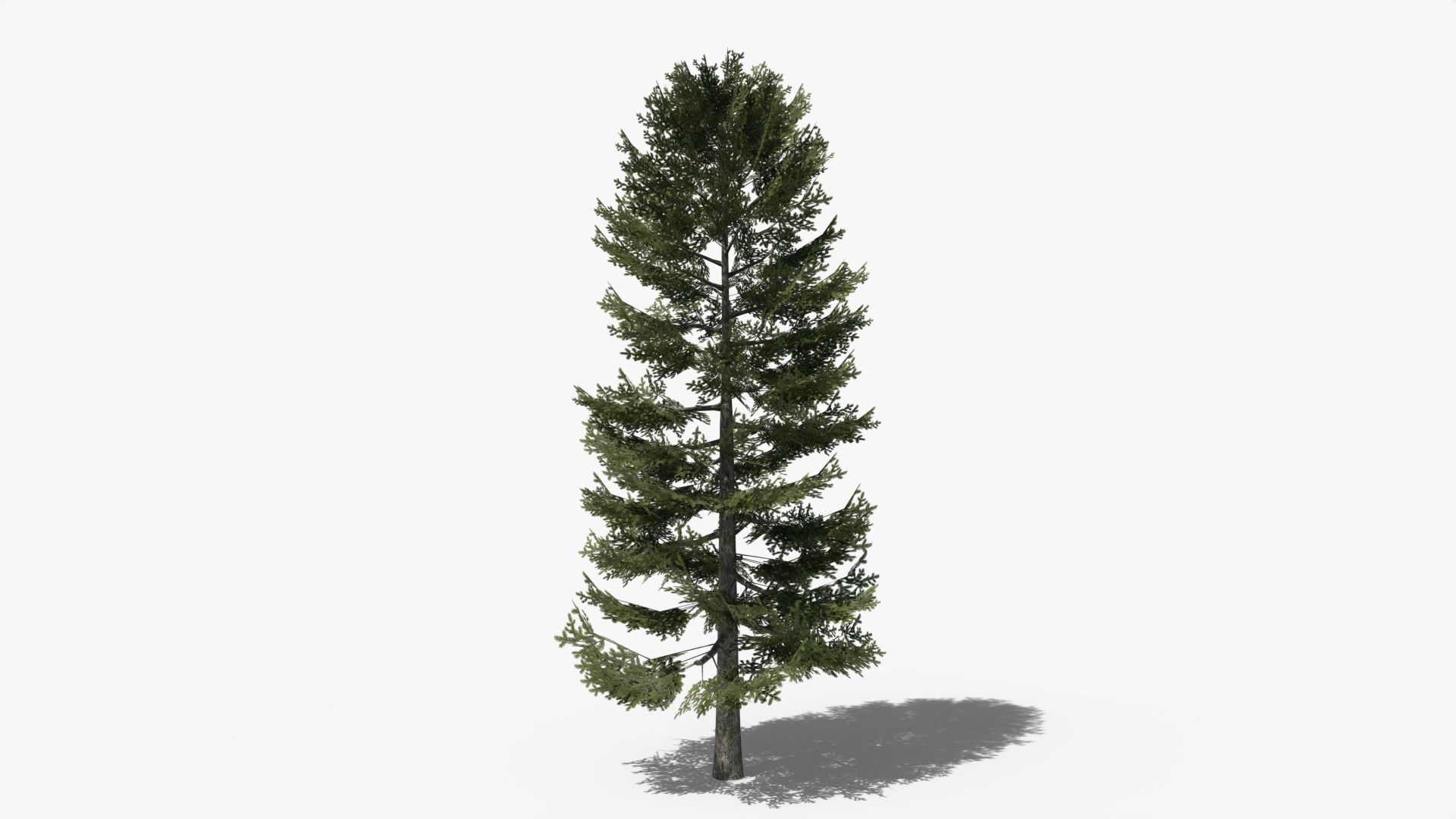 Lowpoly Pine Collection _4