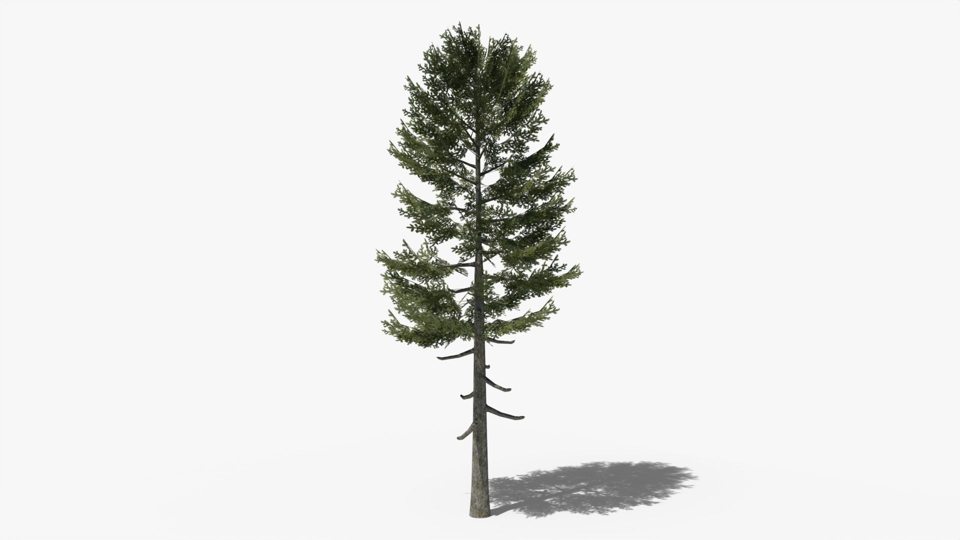 Lowpoly Pine Collection _6