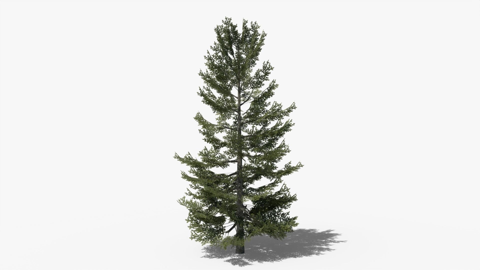 Lowpoly Pine Collection _16
