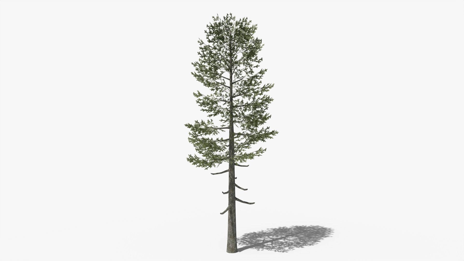 Lowpoly Pine Collection _10