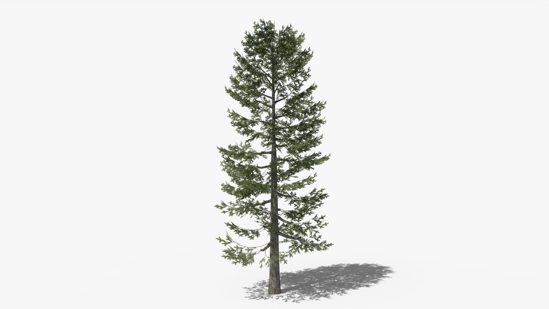 Lowpoly Pine Collection _8