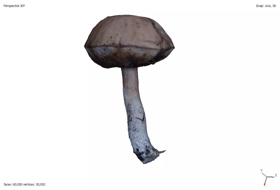 A set of four models of edible forest mushrooms 3D model