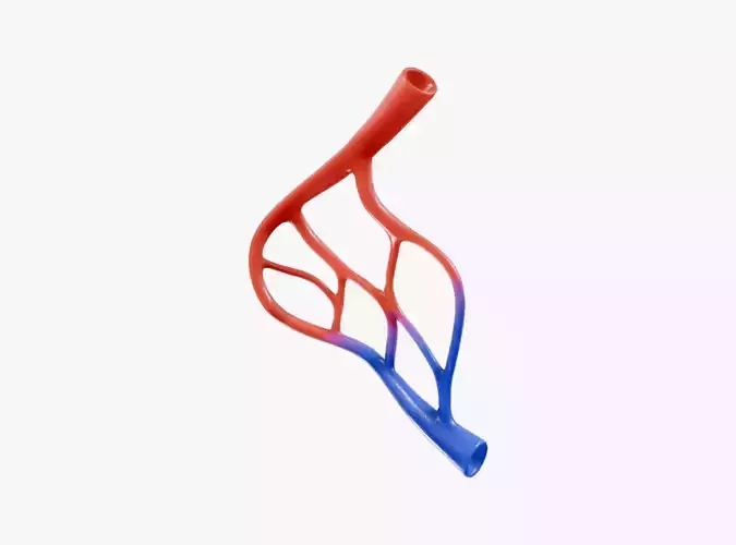 Blood Vessel Anatomy