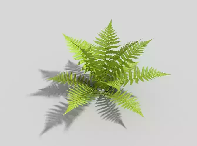 low poly fern leaf Low-poly 3D model
